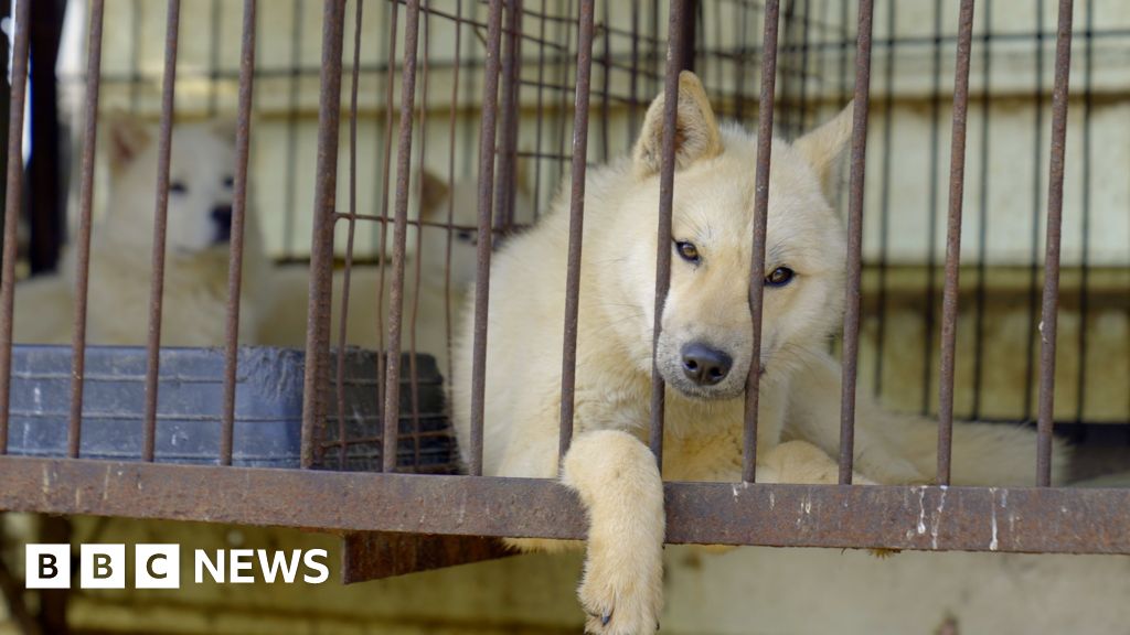 South Korea banned dog meat. So what happens to the dogs?