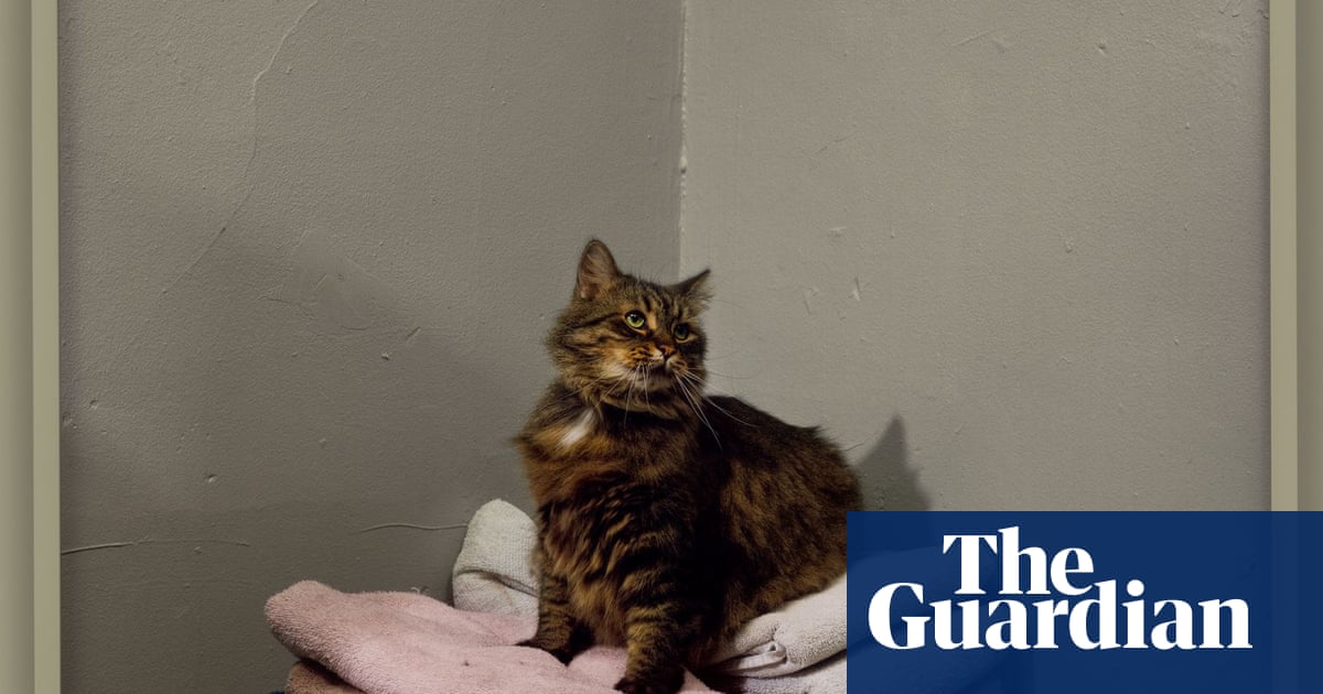 Meet Miss Sassy, the cat who sparked Trump’s pet-eating ravings: Taryn Simon’s thrilling election photographs