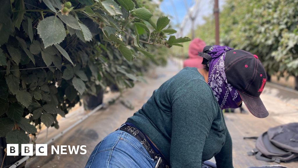 Hiding in the fields - farm workers fearing deportation stay in California's shadows