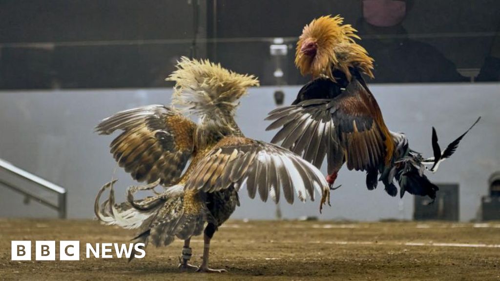 Search for 34 missing cockfighting gamblers points to volcanic lake