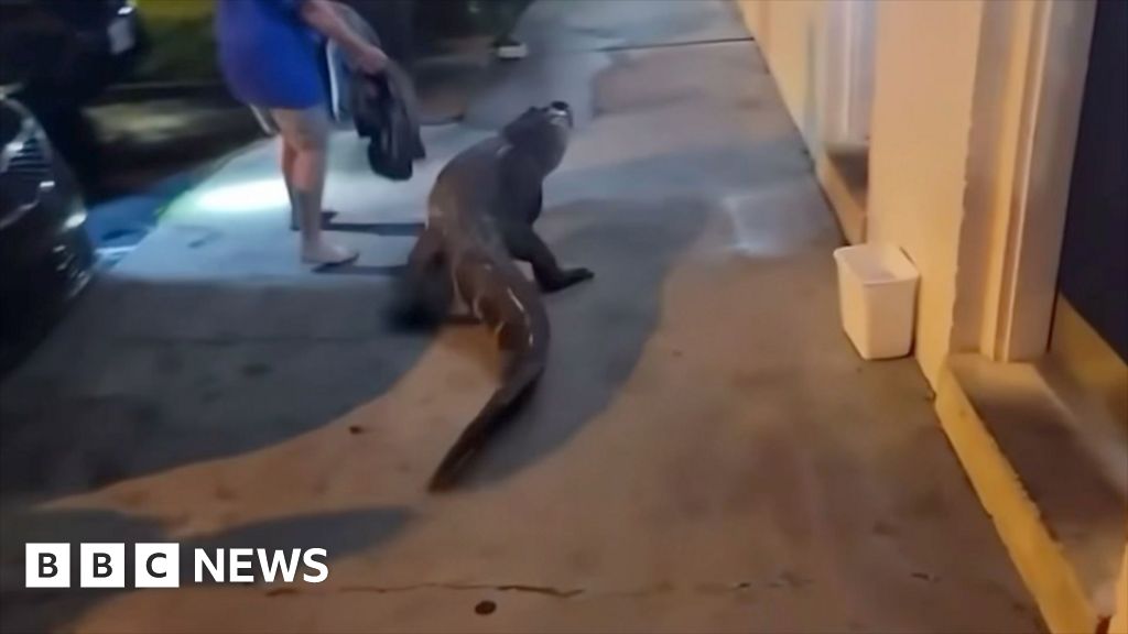 Watch: Virginia police find alligator outside motel