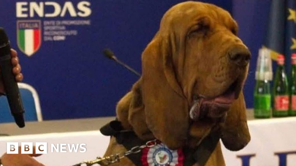 Italian 'hero' sniffer dog killed with nail-filled sausages