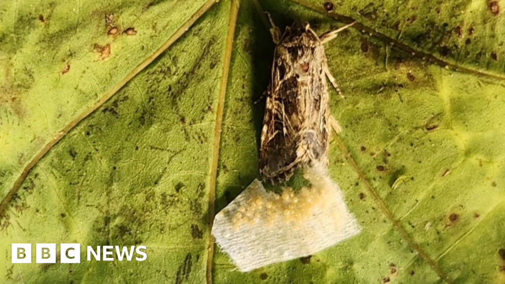 Animals react to secret sounds from plants, say scientists