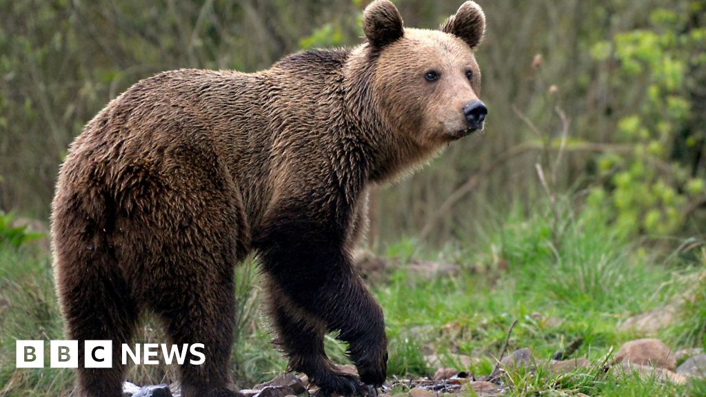 Bear kills motorcyclist in Romanian mountains