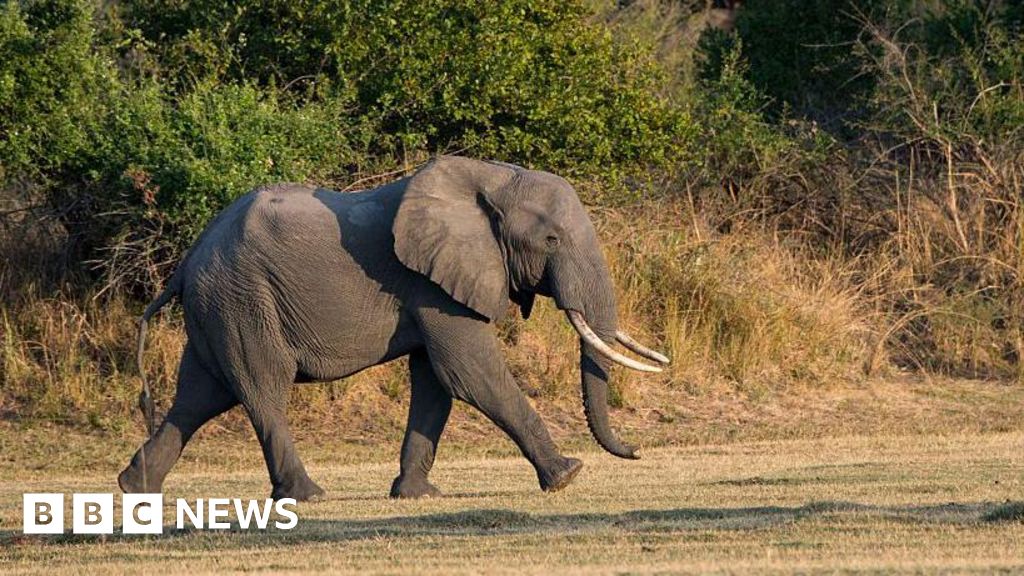Zambia elephant attack kills British and New Zealand tourists