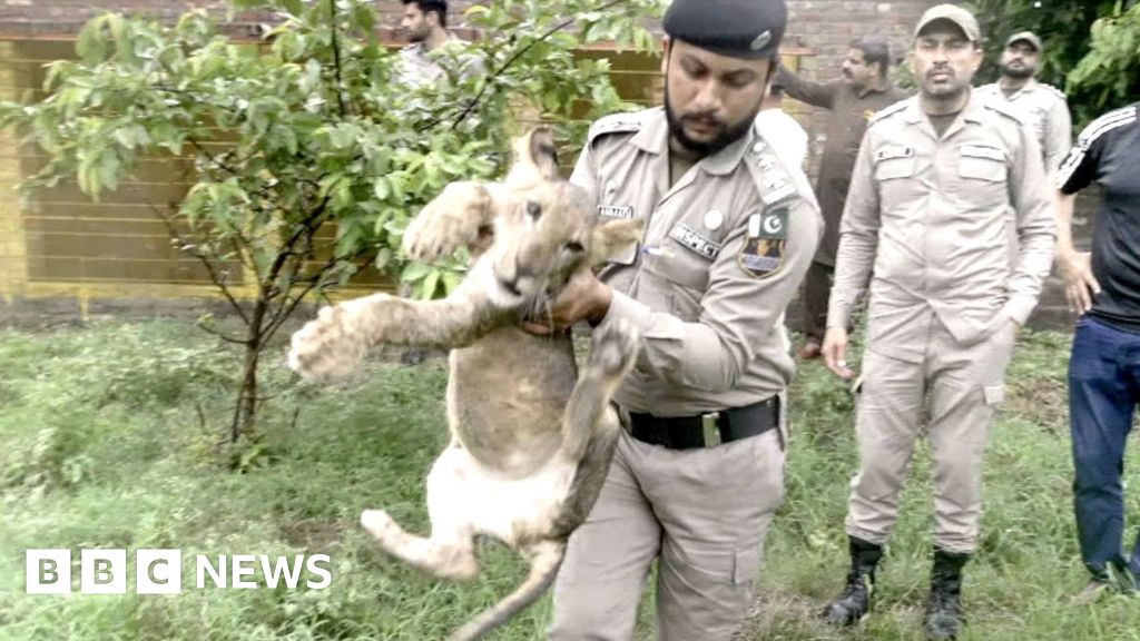 Crackdown on Pakistan's illegal big cats after pet lion attack