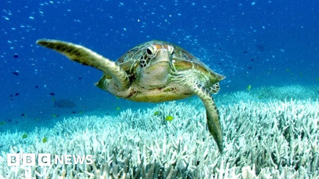 Ningaloo: Australia's coral reefs bleached by marine heatwave