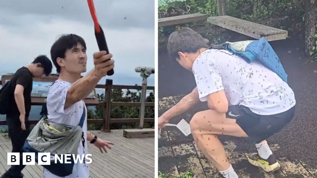 Millions of 'lovebugs' swarm hikers in South Korea