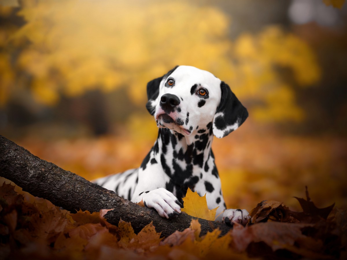 Ready-made stem cell therapies for pets could be coming | TechCrunch