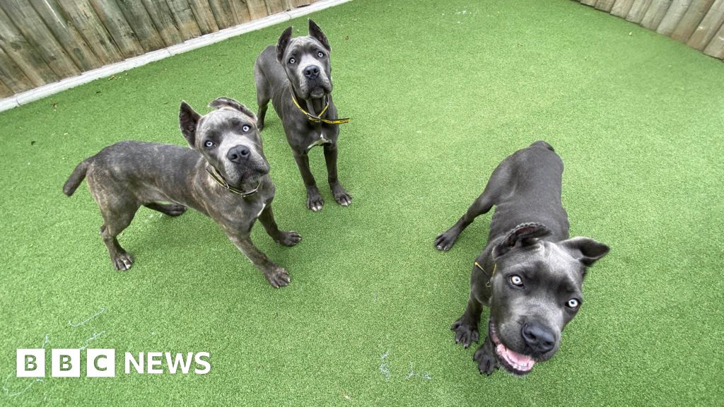 Mutilated pets import ban bill set to become law