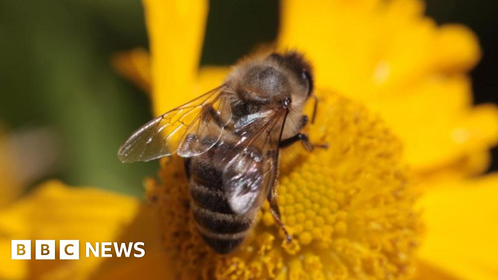 Bee attack leaves three in critical condition and dozens injured in France
