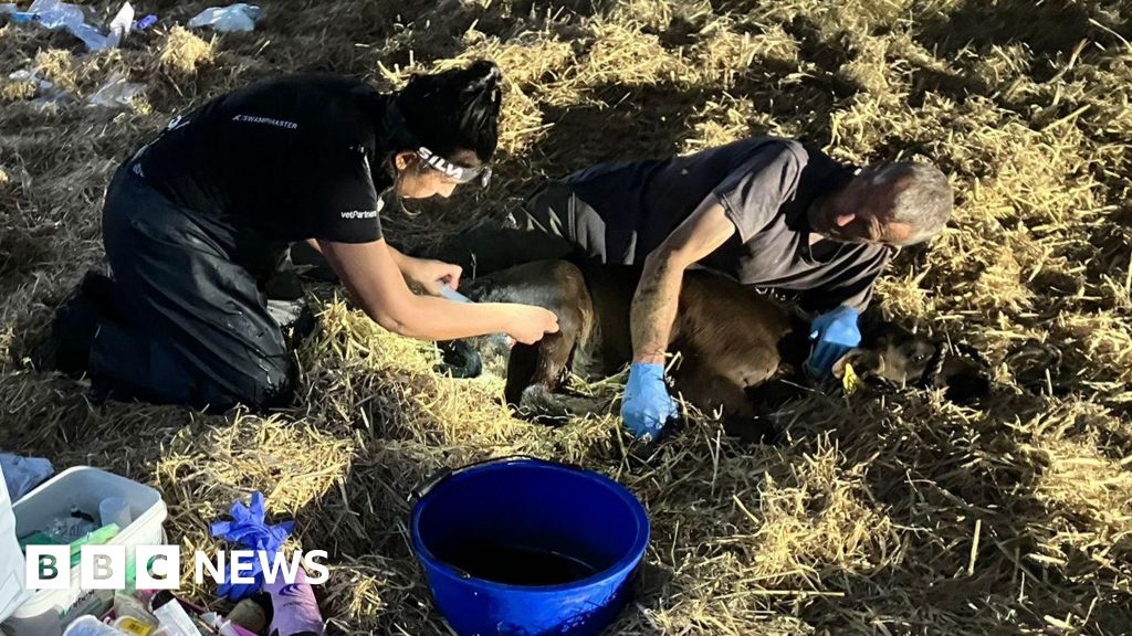 Farmer backs change to policing rural dog attacks