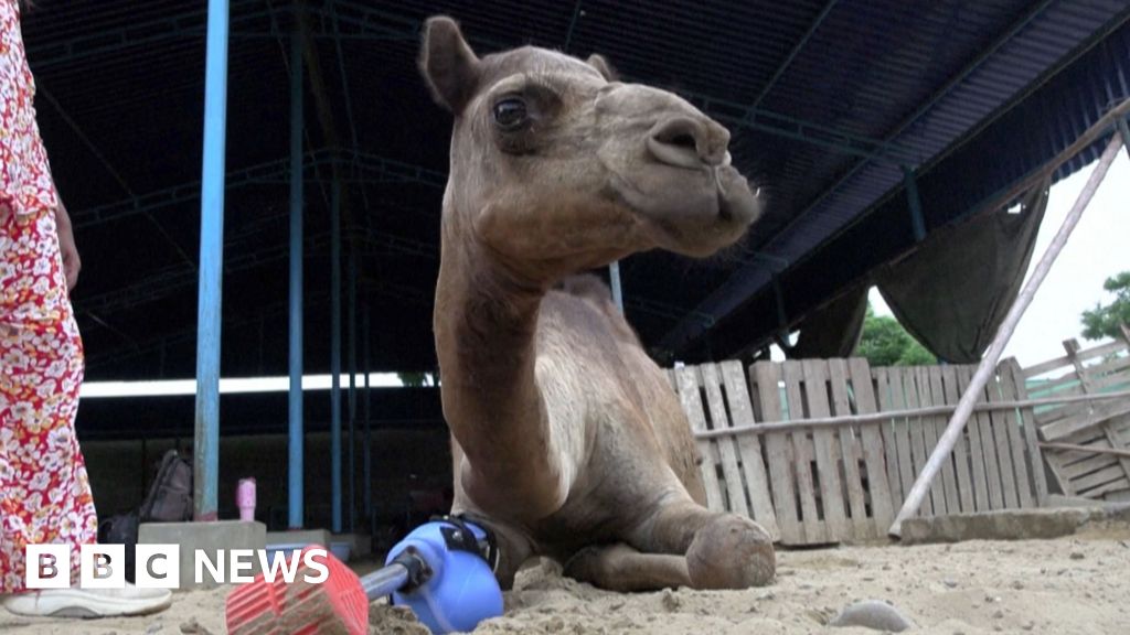 Watch: Camel learns to walk again with prosthetic leg