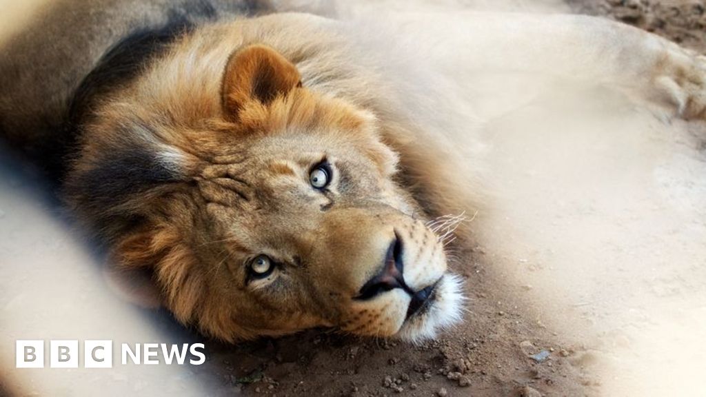 Pet lion's owners arrested after big cat attacks three people